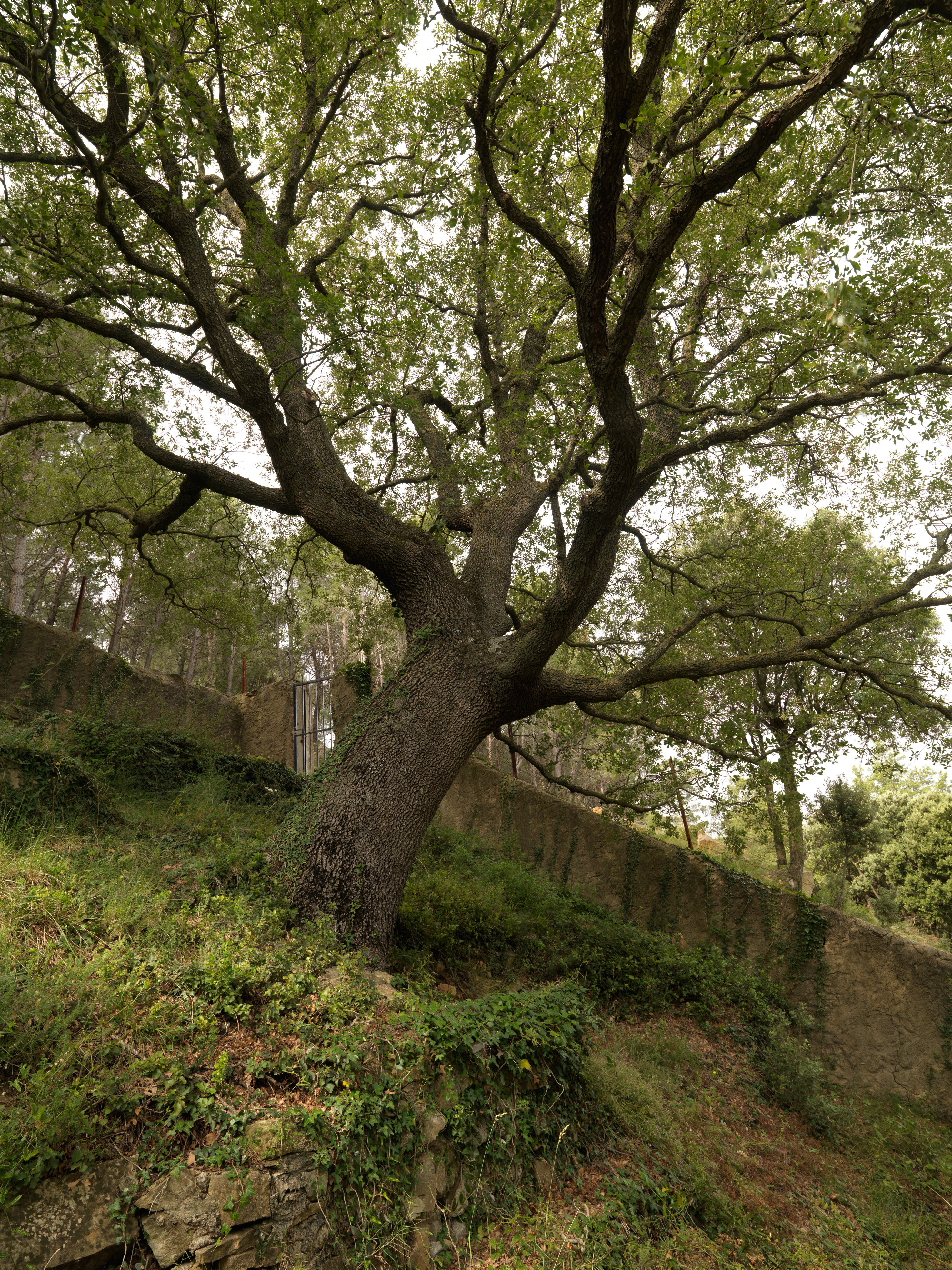Roure